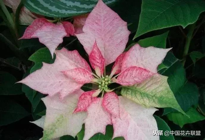 打翻了调色盘的花,打翻了调色盘的美景