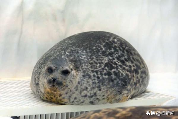 大阪海洋馆小海豹,日本大阪海游馆