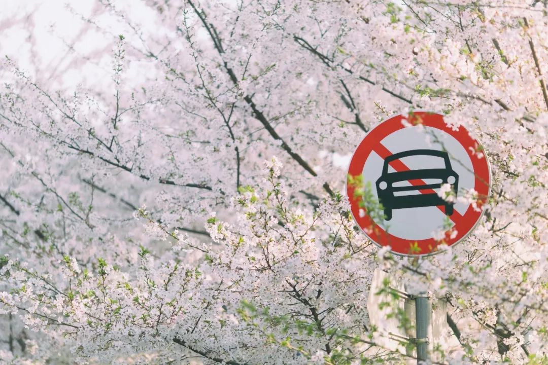 小众赏樱胜地,魔都赏樱旅游攻略