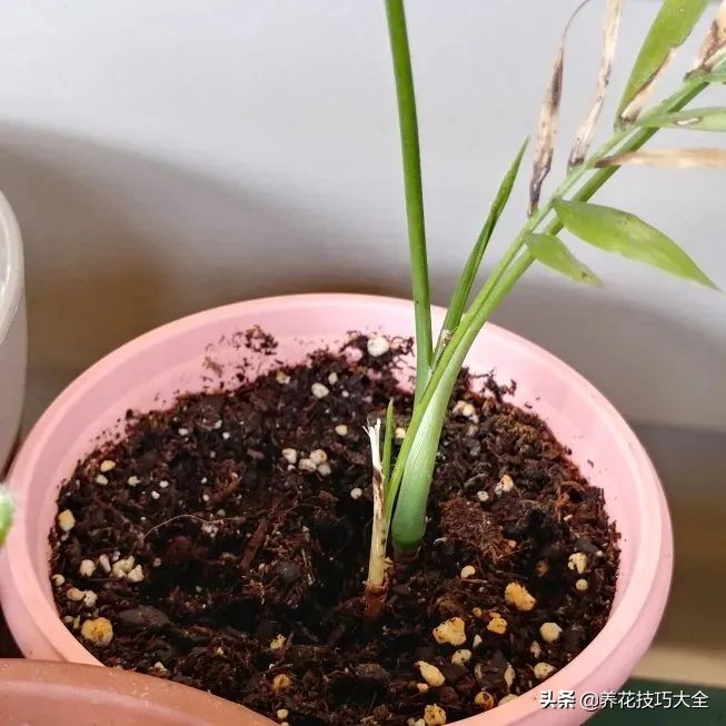 盆栽袖珍椰子发黄怎么办,袖珍椰子叶子发黄可以扯掉吗