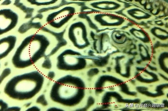 魟鱼活泼,魟鱼胆子小表现