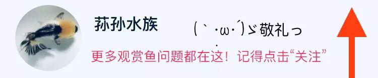 泰狮金鱼栽头原因,金鱼吊兰花怎么栽活