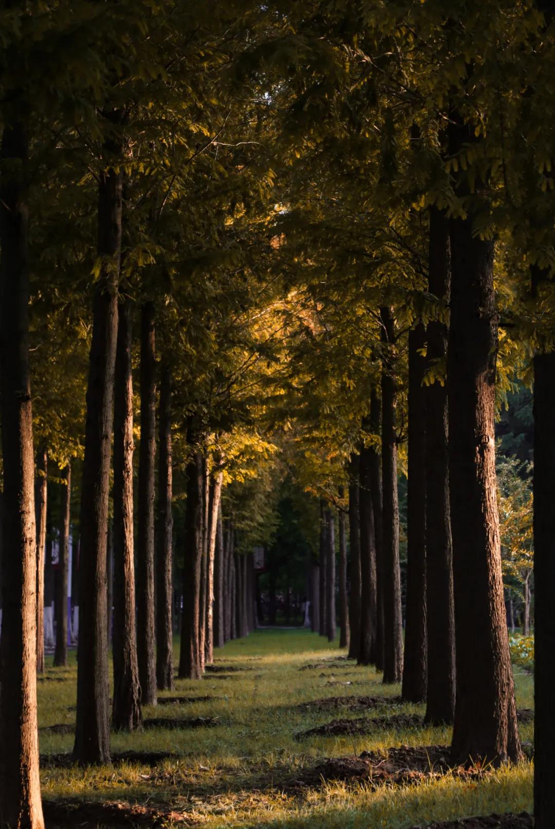 醉美大工秋|读书不觉已秋深，____________