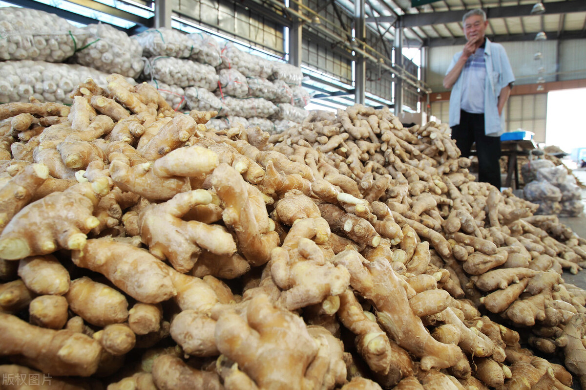 生姜滞销最新消息,生姜价格连续下跌