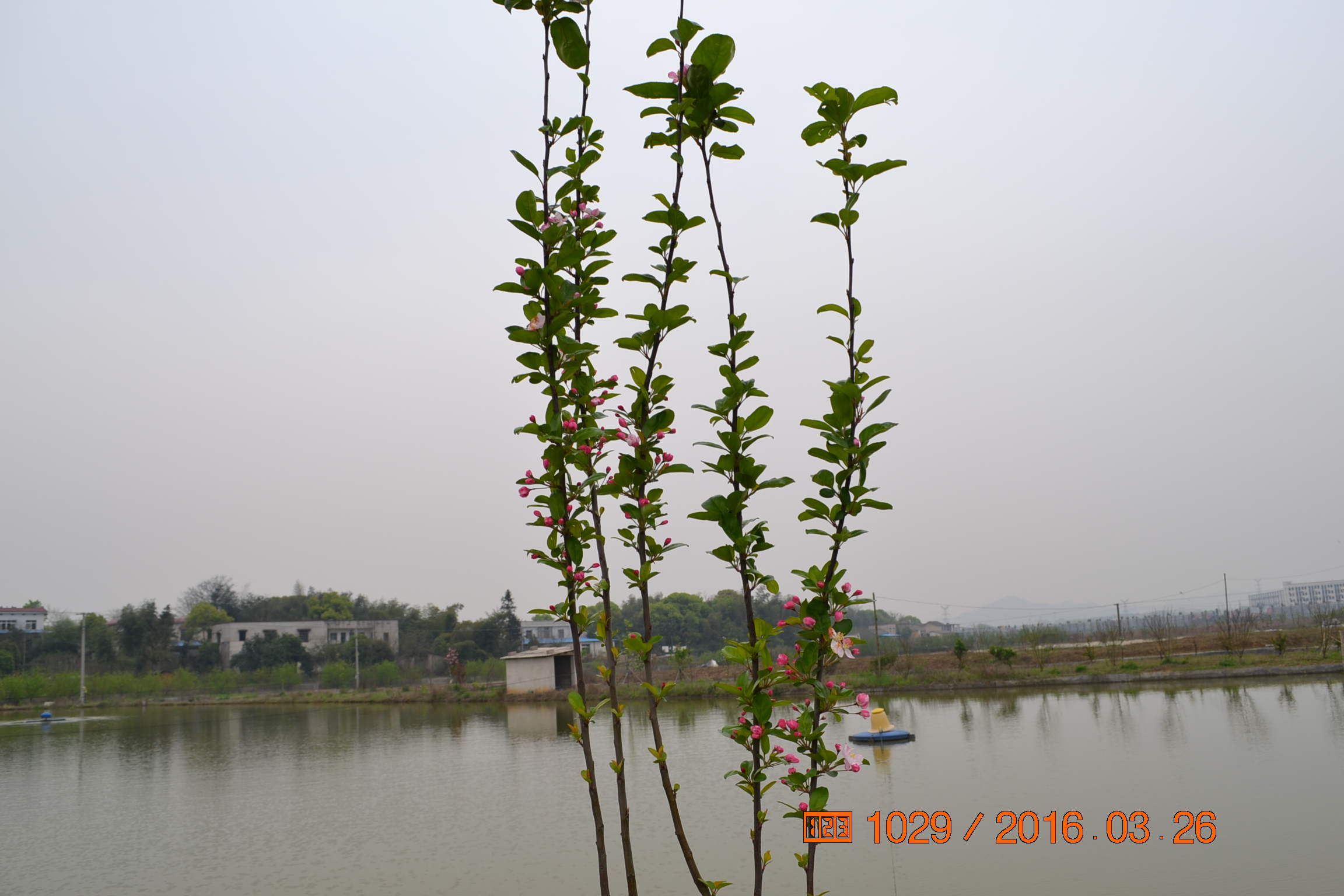 湖南最好的锦鲤养殖基地,湘潭锦鲤养殖