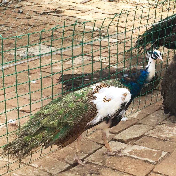 一百只孔雀养殖下来能赚多少钱,一只孔雀能赚多少