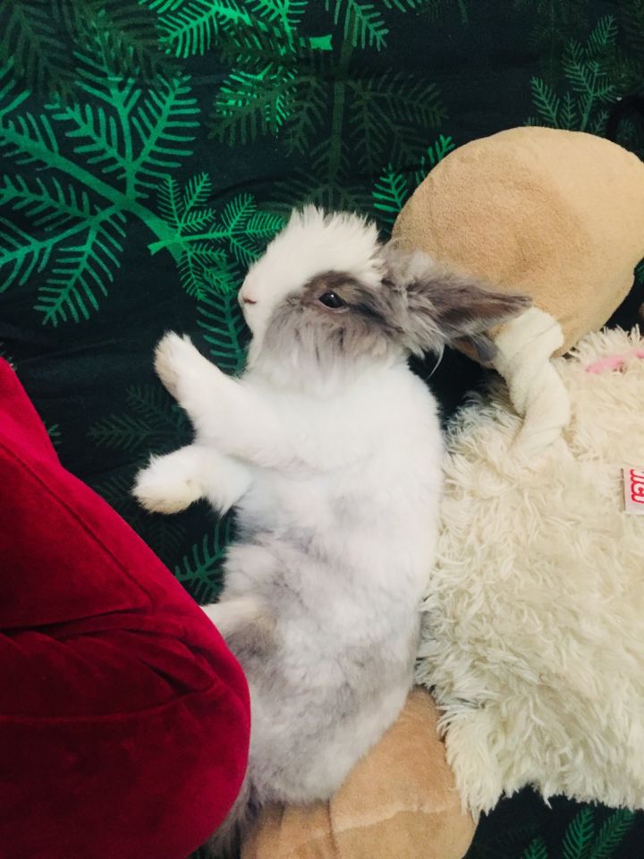 宠物知道主人爱它吗,你的宠物真的爱你吗