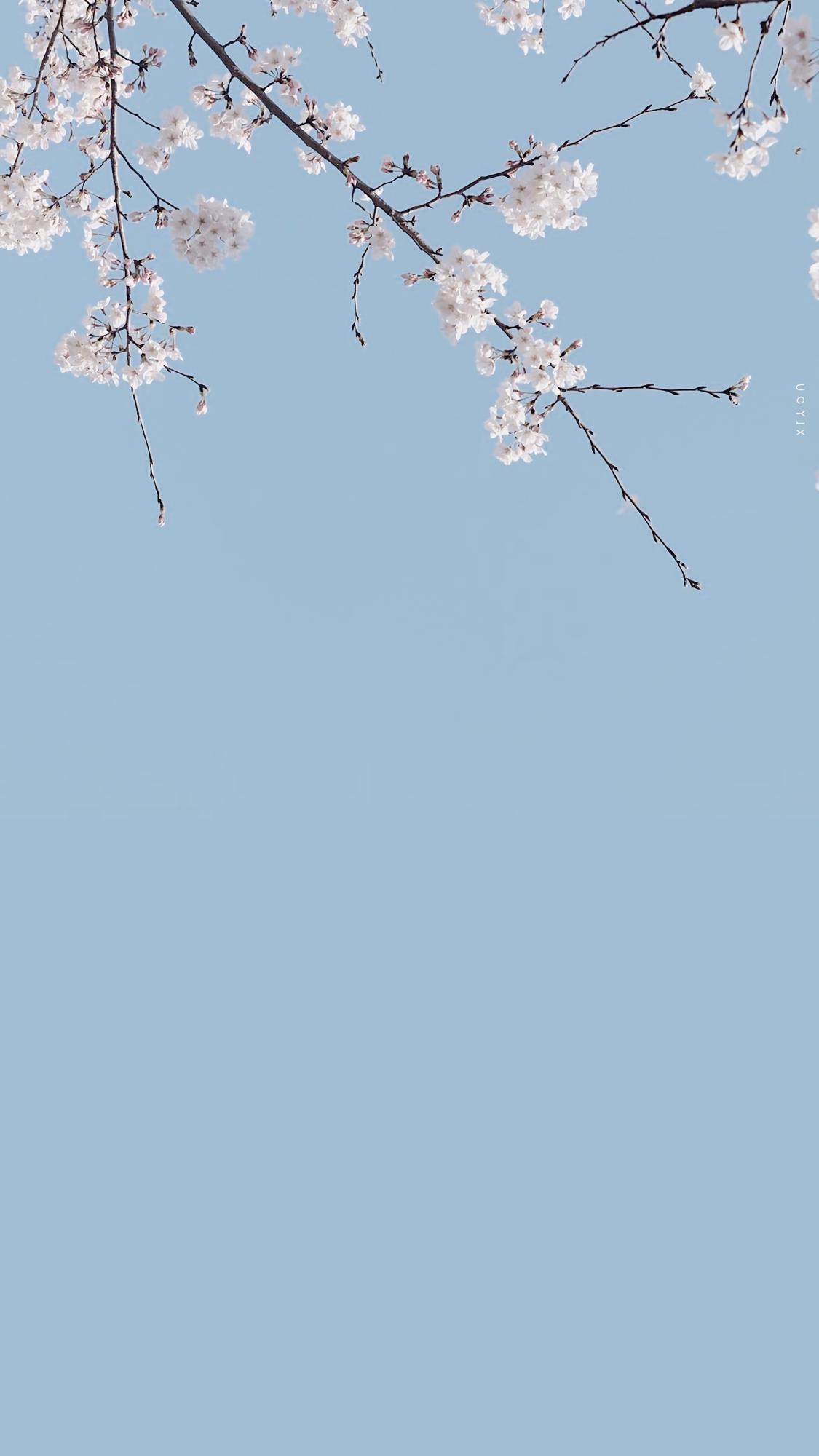 便是人间好时节壁纸,良辰美景好时光手机壁纸