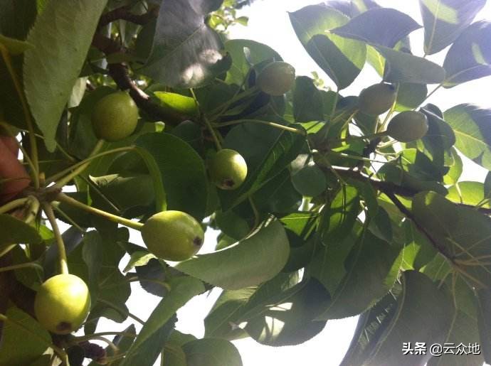 梨子坐果率低的原因,梨疏果的正确疏法