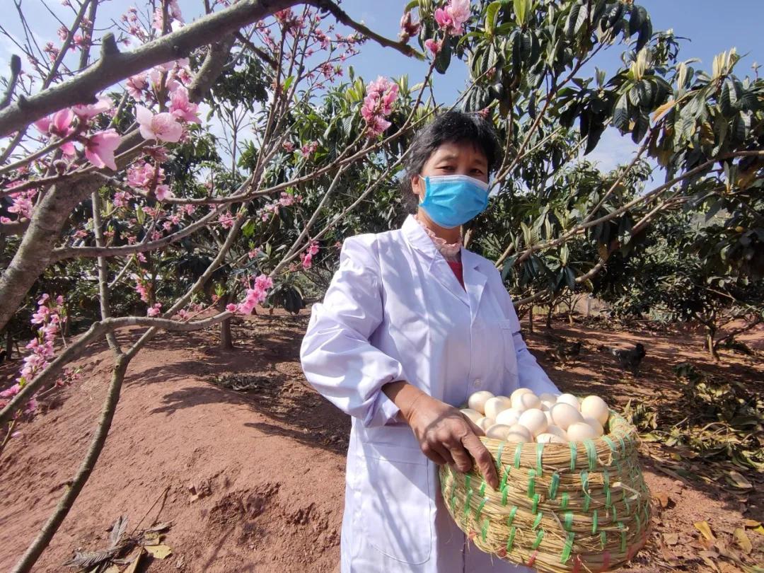 云南大理巍山散养土鸡,云南大理巍山县利客