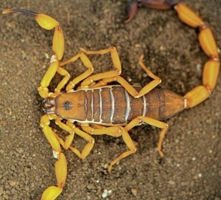 五毒之首蝎子到底有多强,五毒大蝎子有哪几种