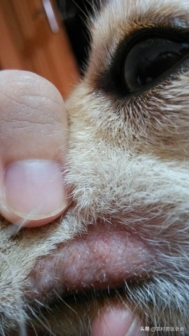 猫狗常见的疾病和原因,宠物皮肤病诊断