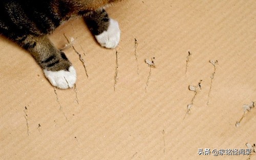 bbc最恐怖的直播,bbc轰动全球的恐怖直播