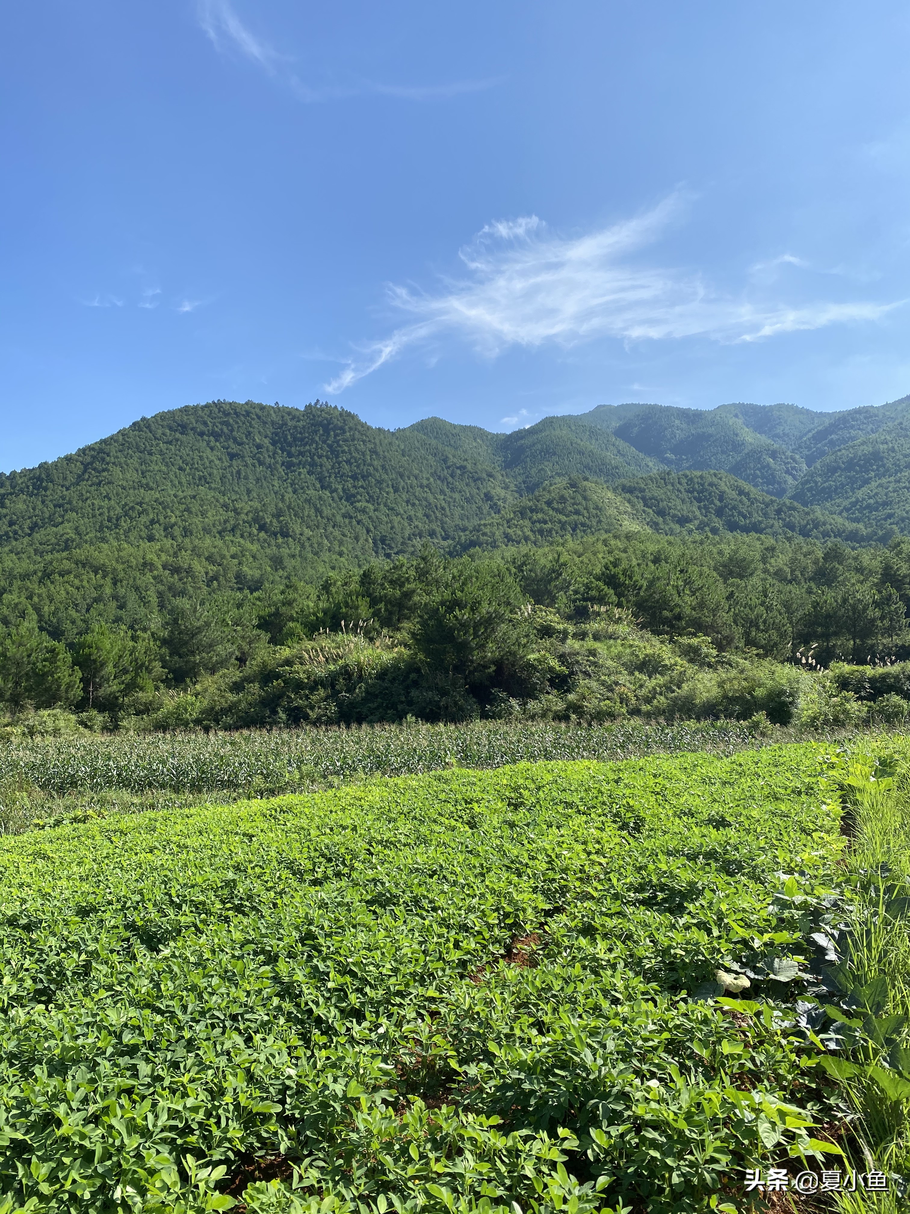 种植羊肚菌亏本的人多吗,羊肚菌种植技术与销路