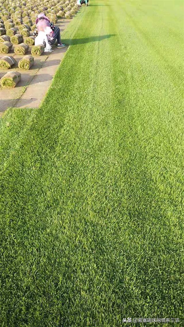 紫塞明珠,紫塞明珠苗木基地在哪里