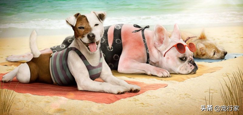 狗子爱喝水怎么办,狗子喜欢晒太阳是体内缺什么吗