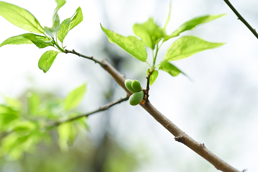尼康新发售z50mmf1.2s镜头,尼康超大镜头