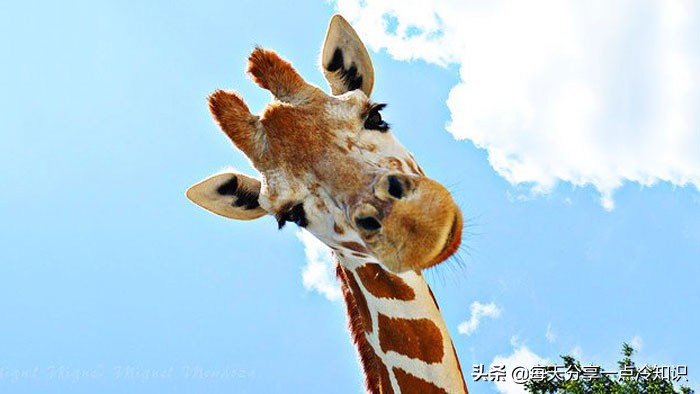 长颈鹿动物冷知识,长颈鹿有趣冷知识