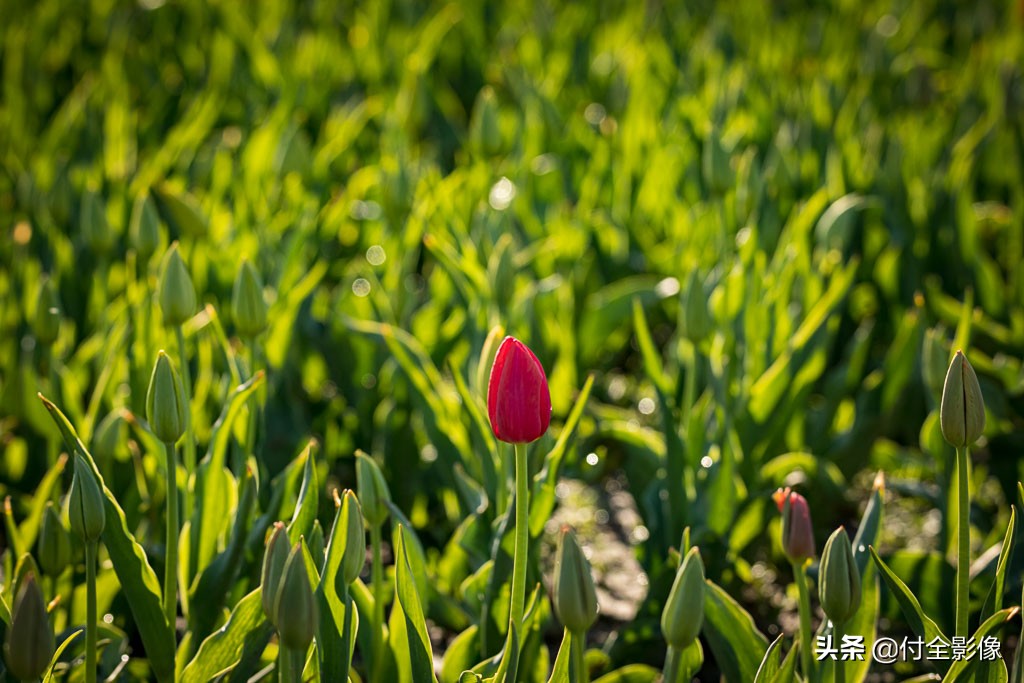 北京国际鲜花港门票优惠,北京国际鲜花港夏天