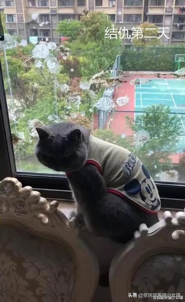 铲屎官对家养猫咪失望,铲屎官对猫咪的无语瞬间