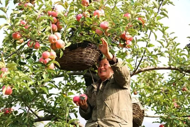 苹果冰糖心其实是苹果的一种病害,糖心苹果是病苹果吗