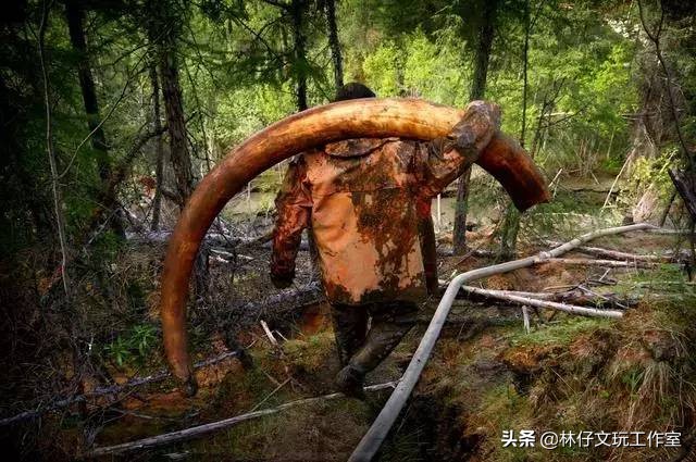 1500左右的猛犸象牙是真的么 (猛犸象牙是否适合收藏)