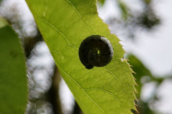 梨树下面的土壤能杀死什么虫,梨树黄粉虫前期图片