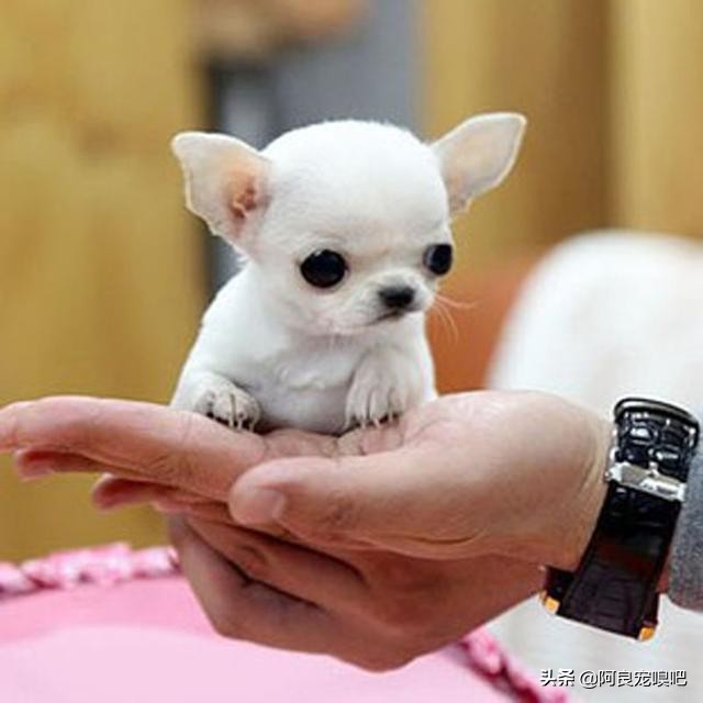 去国外买狗需要什么条件,去国外买比特犬