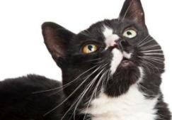 来看看你家猫在古代叫什么名字,古代猫咪花色名称大全