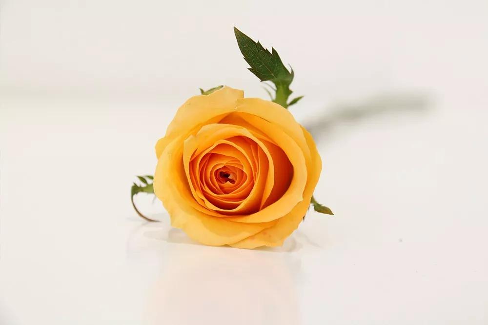 花店必备的5款玫瑰,鲜花图鉴一次性认识30种玫瑰花