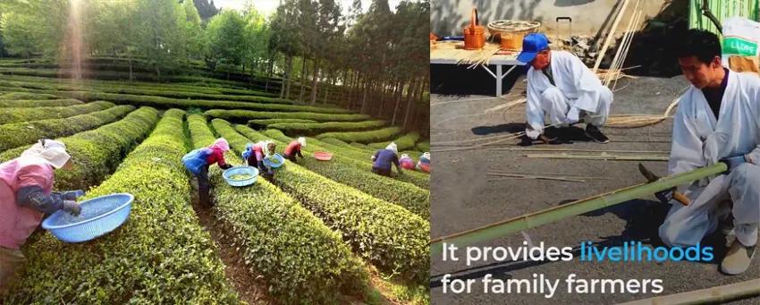 竹林被韩国申遗成功了吗,全球唯一申遗的古茶山