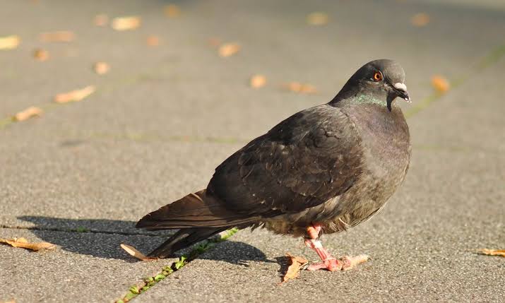 鸽子为什么会出现脚畸形,为什么鸽子脚会有毛