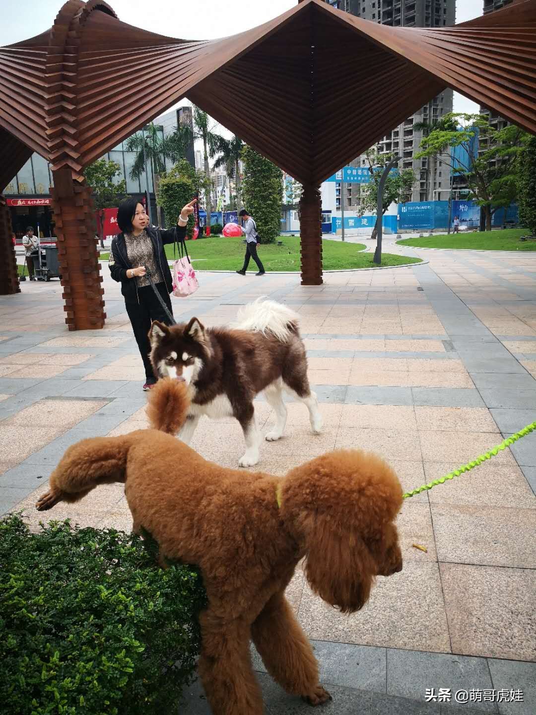 阿拉斯加和巨型泰迪哪个更大,标准巨型泰迪