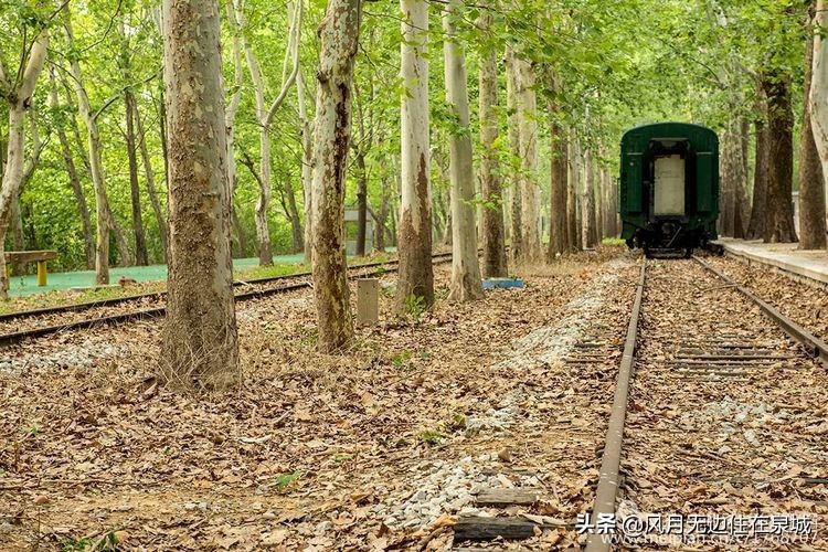 济南一颗梧桐树,济南的法国梧桐