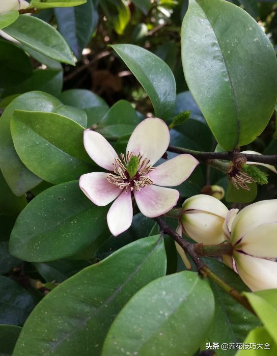 5种花特清香，家里养一盆，芬芳不断，清香四溢，异味全无