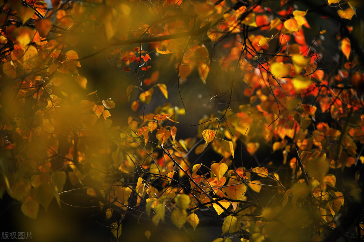 韩满林诗词选4首：思乡情雷电诗月夜相思曲多情谁似南山月