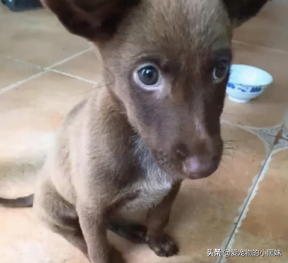 网购哈士奇当天到货,在网上购买哈士奇纯种的视频