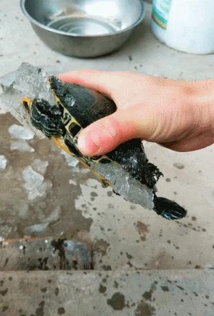 乌龟冻硬了还能活吗,乌龟不小心被冻僵