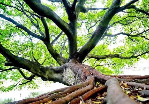 温州的学校传说,20年前温州学校回忆