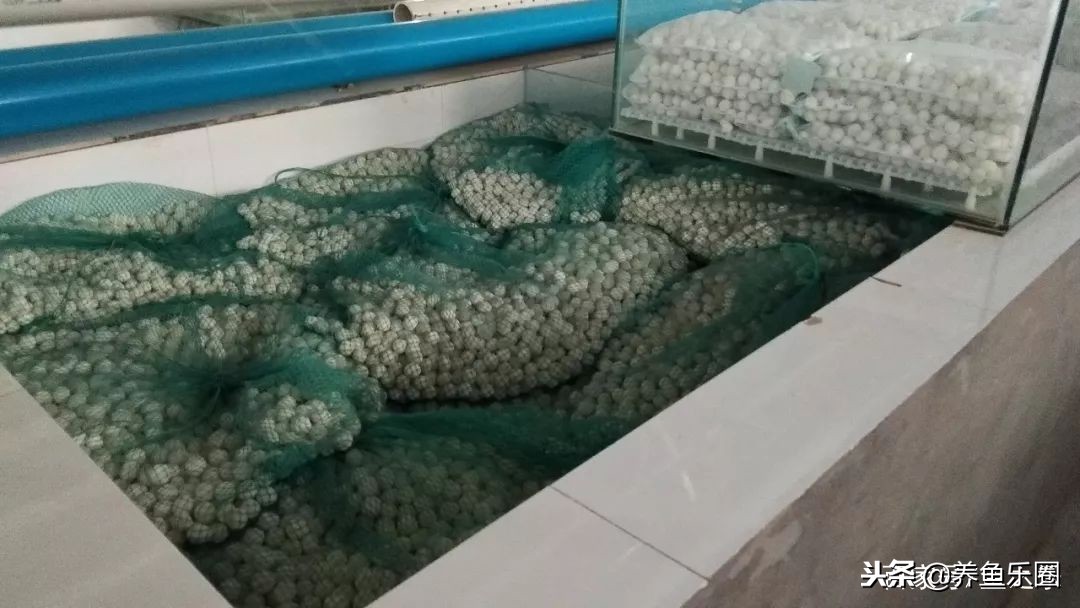 这位土豪家的渔场,光滤材就花了500多万,你确定不要见识一下?