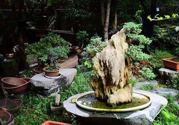 精品水旱树石盆景,什么是全旱式树石盆景