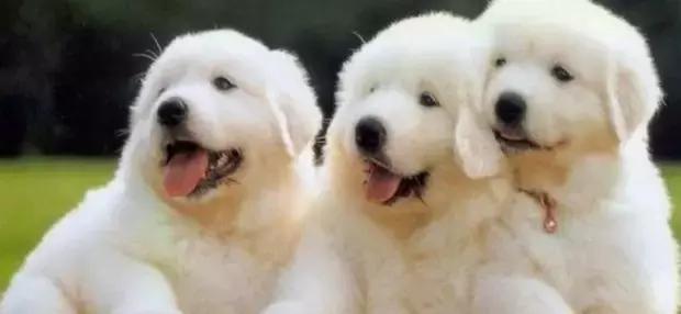 给宠物献血有什么好处,宠物献血的好处和坏处