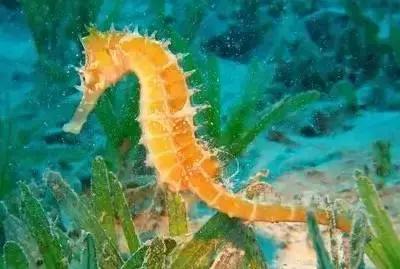 海南渔民整理的海鲜大全,渔民海鲜介绍