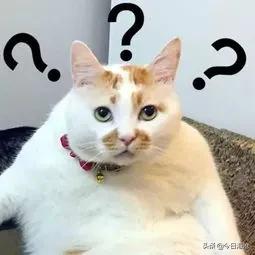 厦门鹭江新城小学,厦门市今年新建小学有哪些