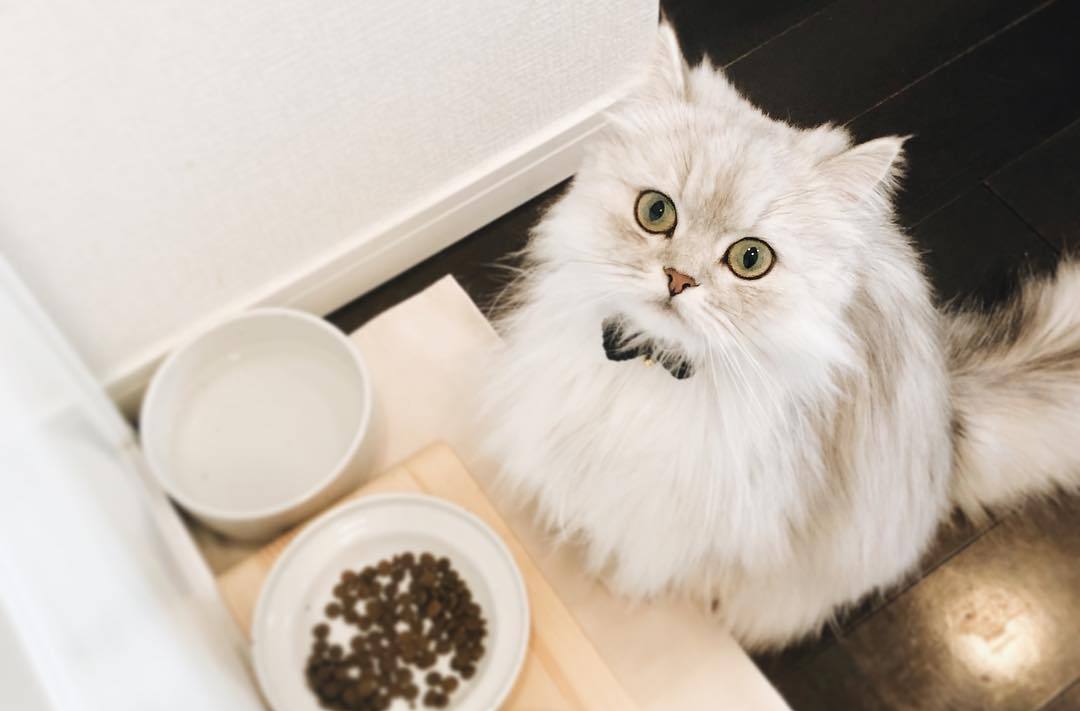 母猫生完崽后脾气暴躁该怎么解决,母猫生完崽后有点焦躁该怎么解决