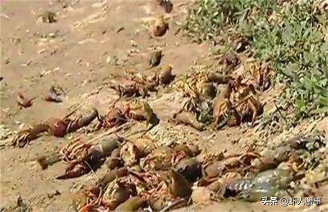 小龙虾养殖：莫名其妙出现死虾？多半是池塘里的这四个杀手作祟！