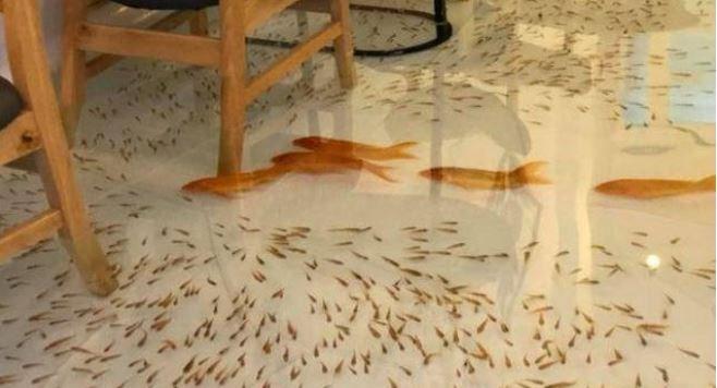 在咖啡馆的地板上养鱼,越南锦鲤咖啡厅