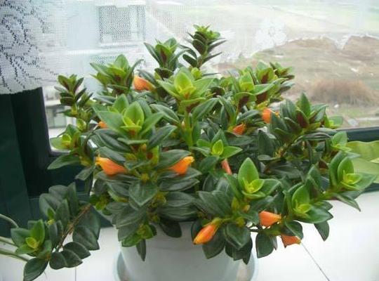 金鱼吊兰什么时候修剪不影响开花,金鱼吊兰不开花的原因和解决办法