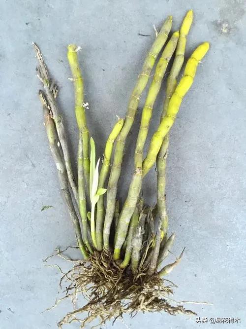 条状石斛和钉状石斛的区别,翅梗石斛与黑毛石斛的区别