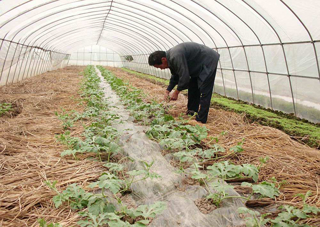 增加西瓜甜度的方法,西瓜怎么提高甜度和产量